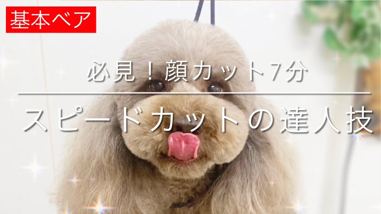 【トリミング　顔カット】「必見！ベアカット7分、スピードカットの達人技」倍速なしトイプードル