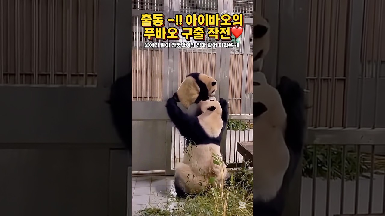출동~ 엄마 아이바오 푸바오 구출작전(쪼꼬미 시절 푸바오❤️) 어쩜 세상에~ 놀라워요 아이바오는 👍🏼🫶🏼 #푸바오#아이바오#fubao#aibao