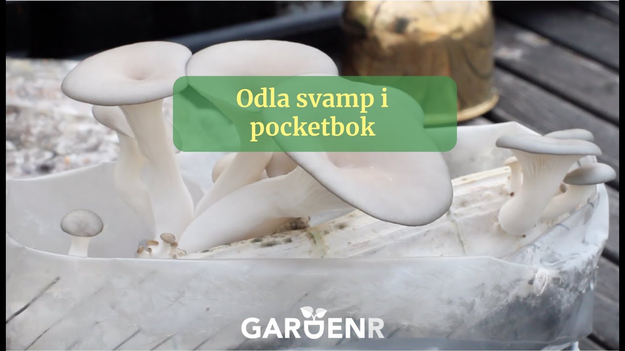 Odla svamp i pocketbok - Trädgårdshacks med GardenR