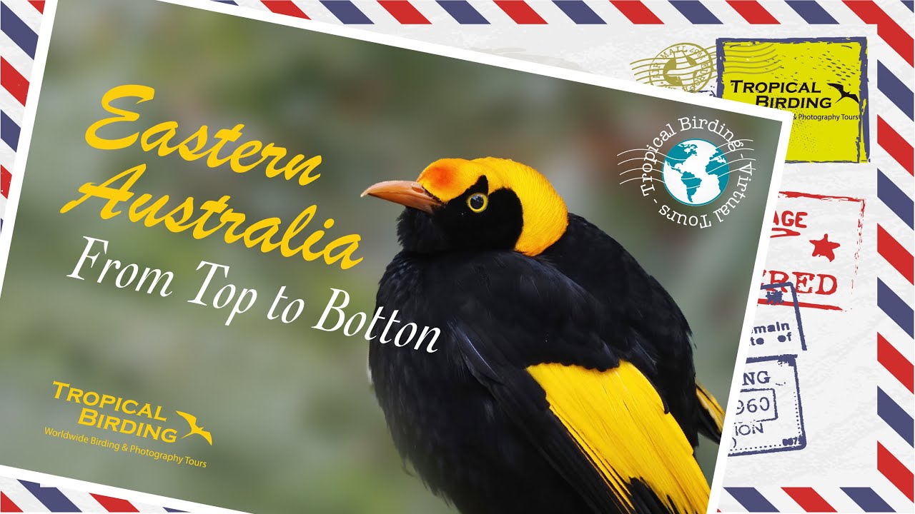 Tropical Birding Virtual Tour of Eastern Australia by Sam Woods