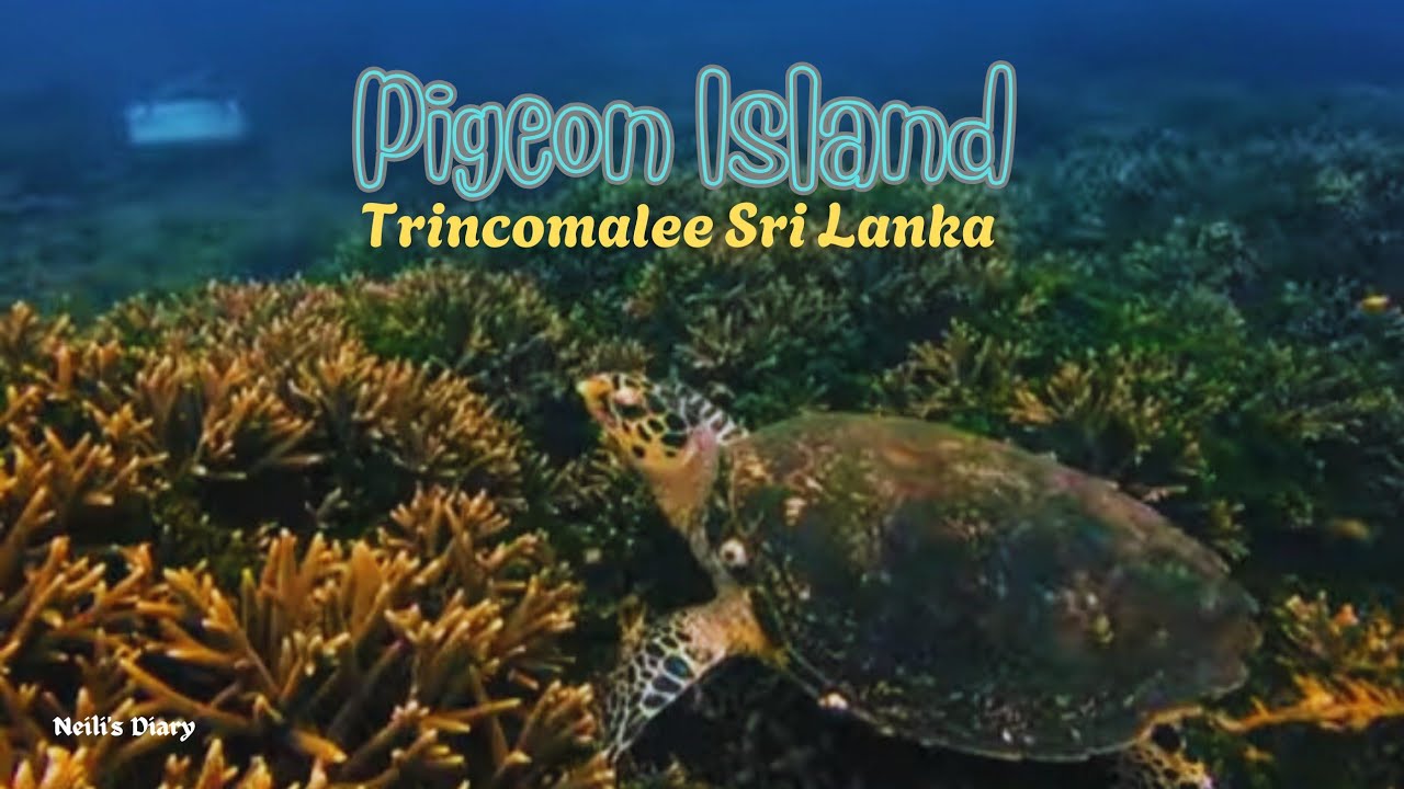 Pigeon Island Underwater Paradise | Sharks, Turtles & Coral Reefs in Trincomalee @NeilisDiary 