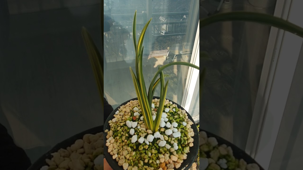 @#단엽중투(장단엽) 무명