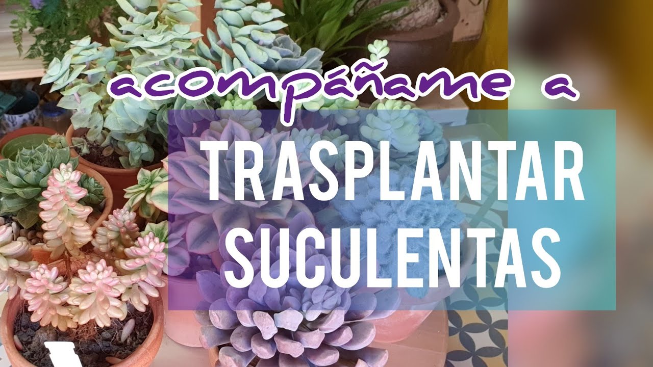 Tips de cuando debo trasplantar suculentas/ Trasplantando mis Suculentas Medianas/ Jardín Suculento