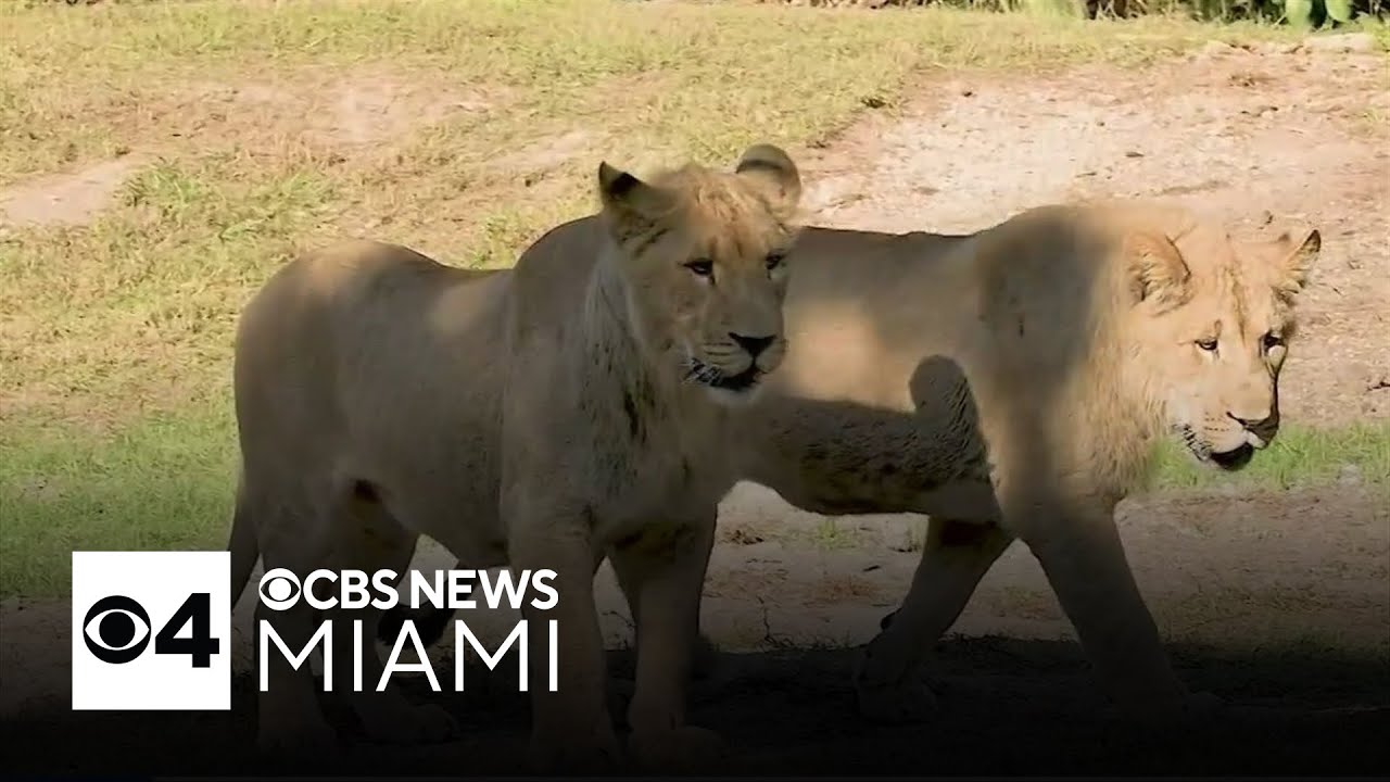 Zoo Miami welcomes two young lion brothers