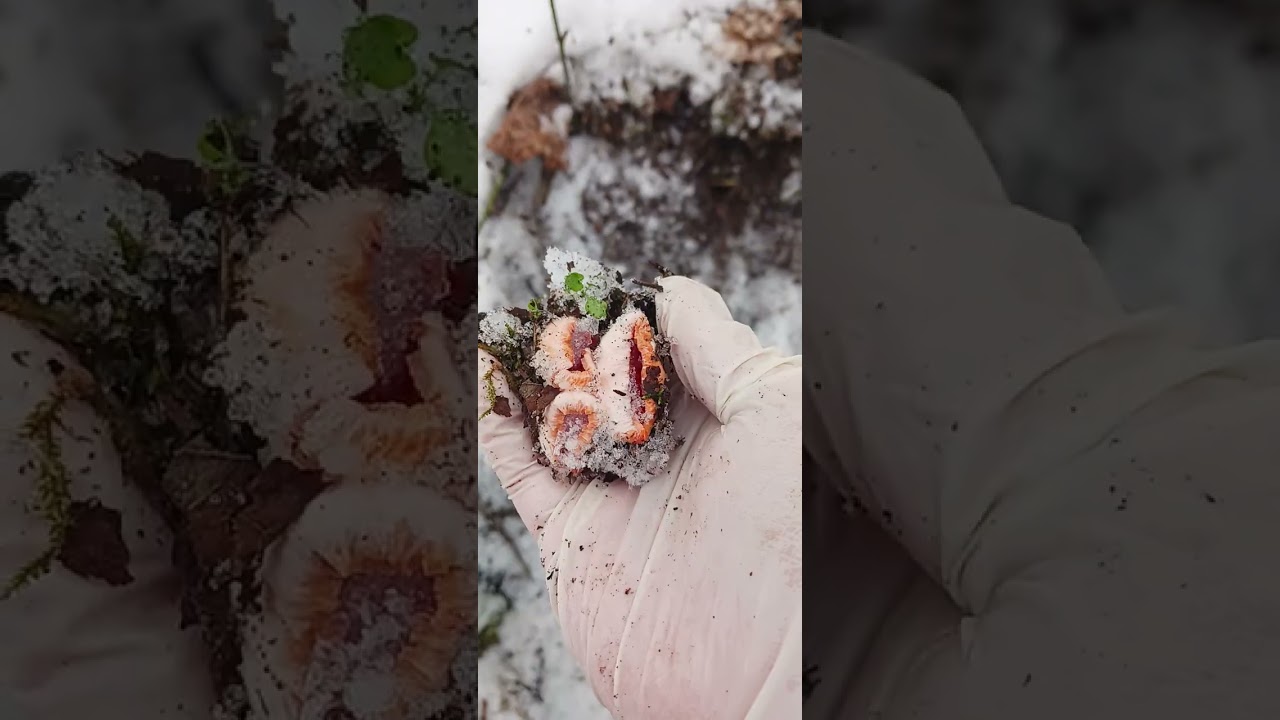 Я собираю грибы сорта «Алый эльф» 🍄 в лесу ❄️.