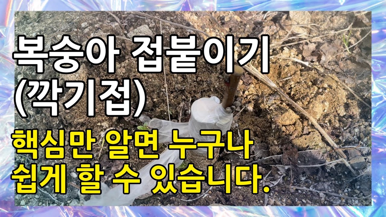 복숭아 접붙이기(깍기접) 핵심만 알면 누구나 쉽게 할 수 있습니다.