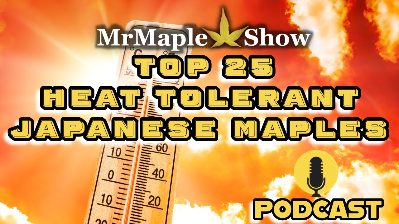 Top 25 Heat Tolerant Japanese Maples | MrMaple Show Podcast