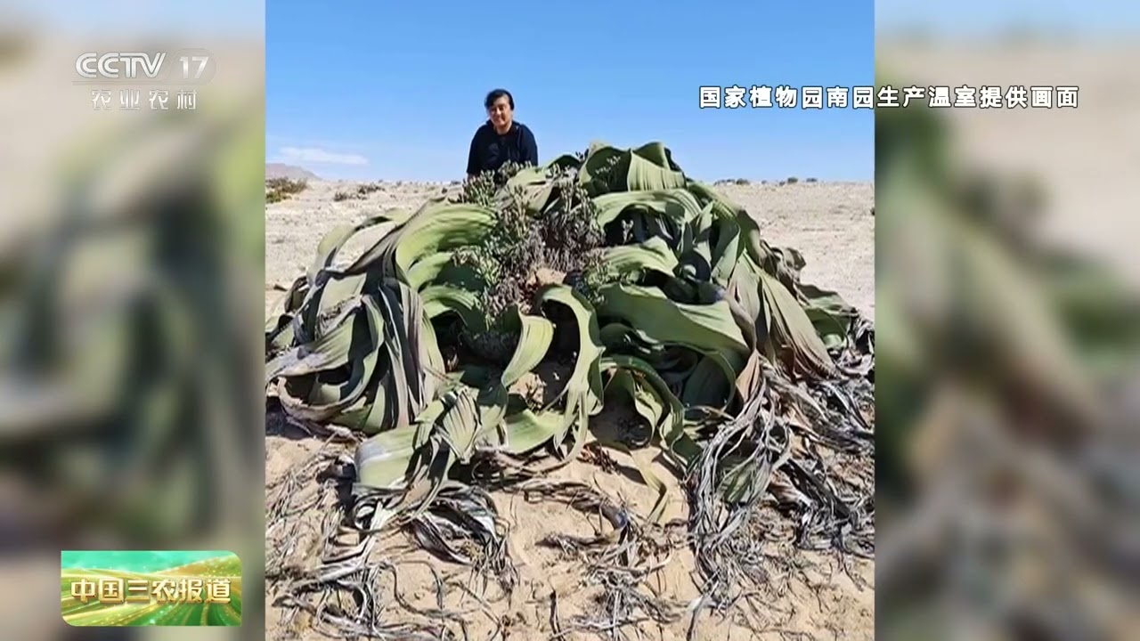 [中国三农报道]2026中国国际花卉园艺展览会 珍奇植物走向大众 热带植物展区人气攀升 | 农业致富经 Agriculture And Farming