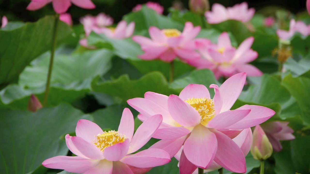 Lotus Garden 千葉県・千葉公園の大賀ハス 花の名所 花見頃 千葉観光