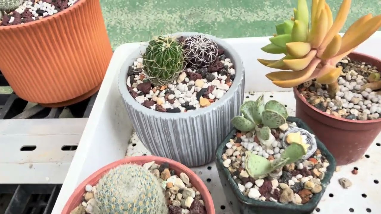 多肉植物生長紀錄（多肉植物都開始退坑了，所剩無幾，送給同學朋友一堆了，目前最多的是仙人掌🤣）