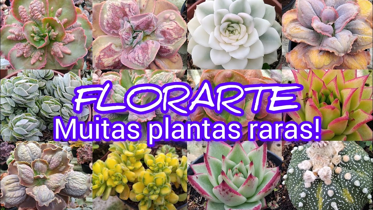 Muitas suculentas e cactos na Florartes!#suculentas #cactos #viralvideo #viralyoutubevideo #viral 