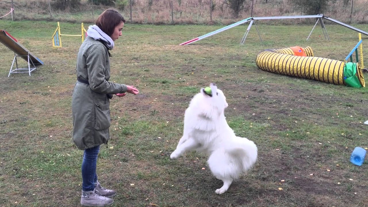 Samoyed Kovu Agility training 11 Months