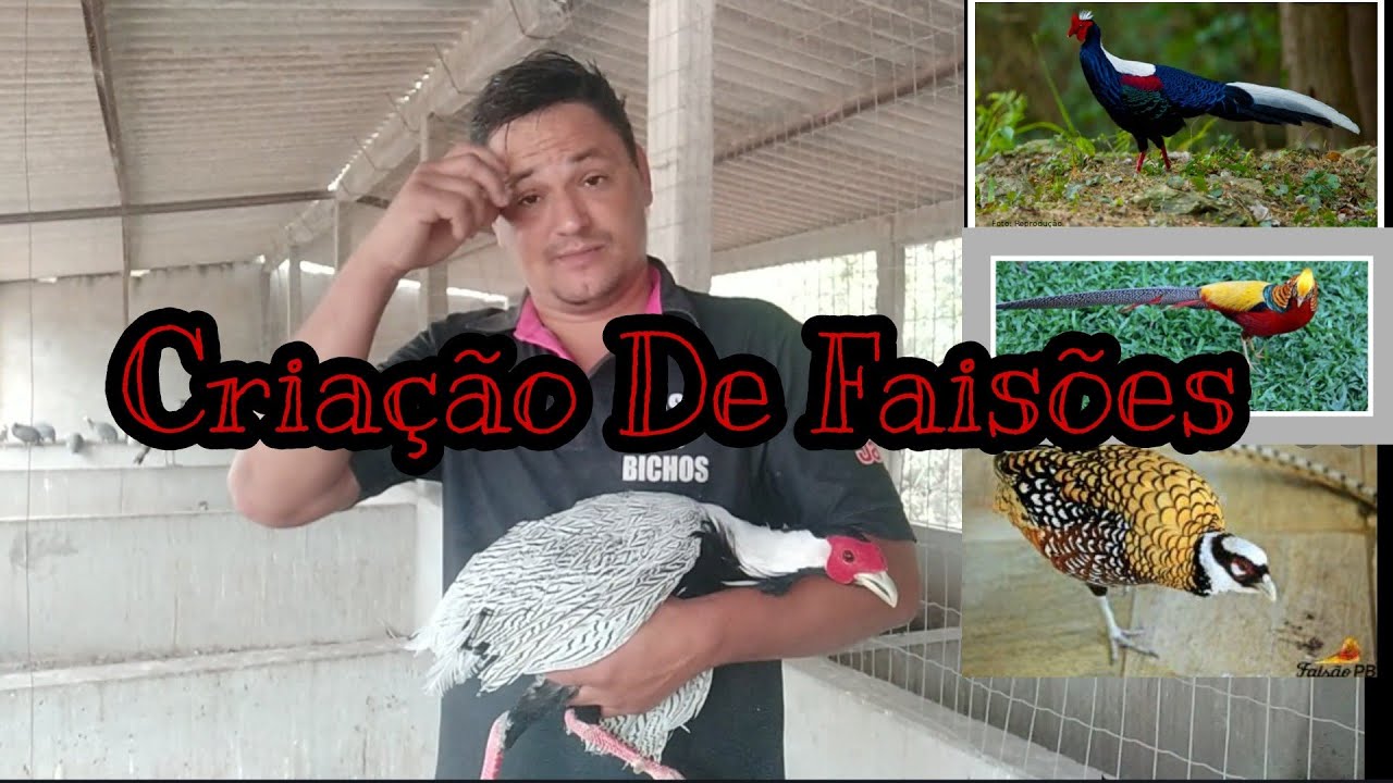 Criação De Faisões   (exemplos de Faisões) #Faisões