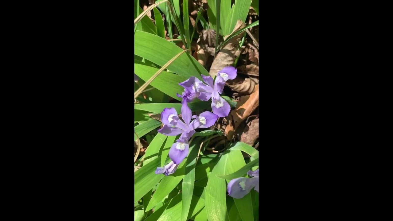 Biodiversity on Bailey Mountain!! Bald Crested Iris (Timber Hedrick)