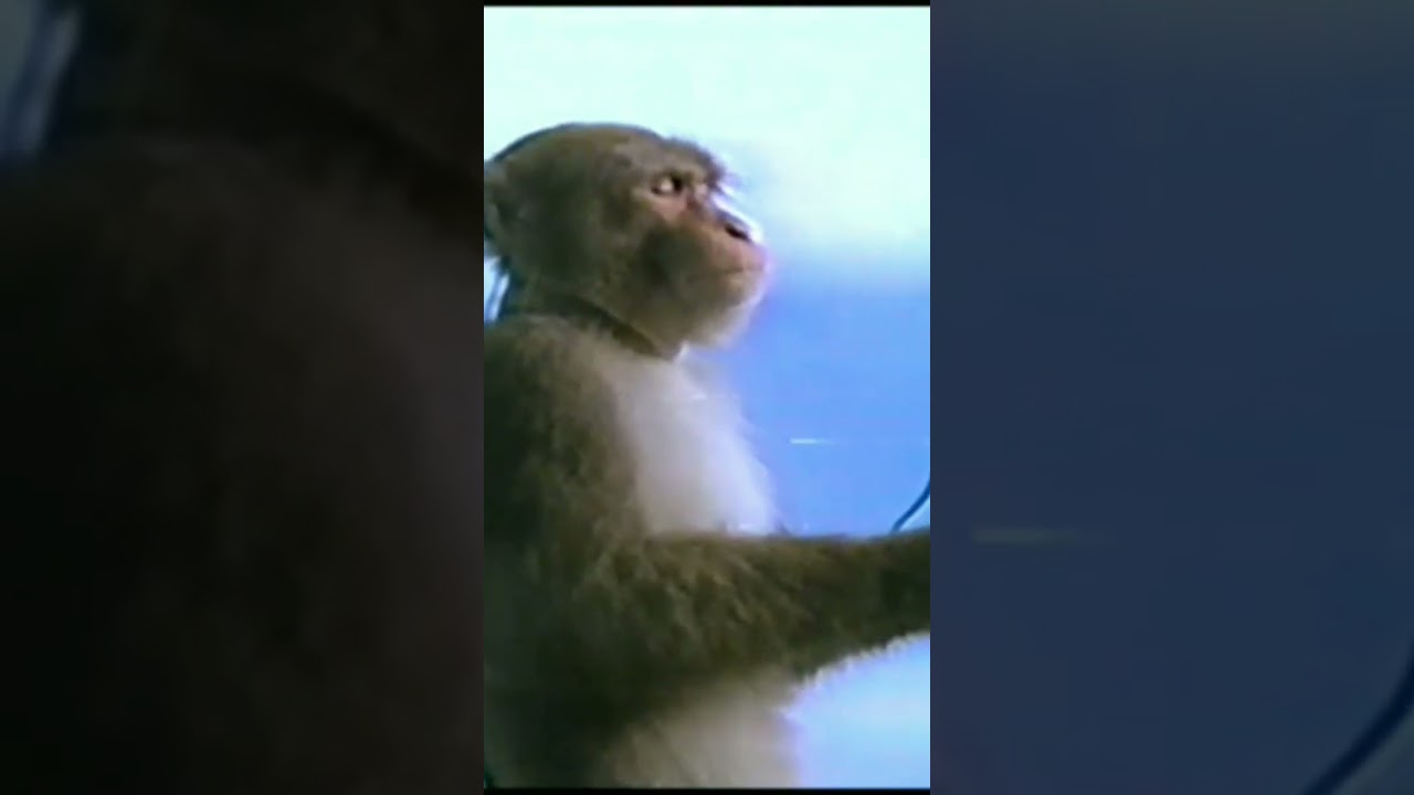 monkey listening to music #memes #monkey