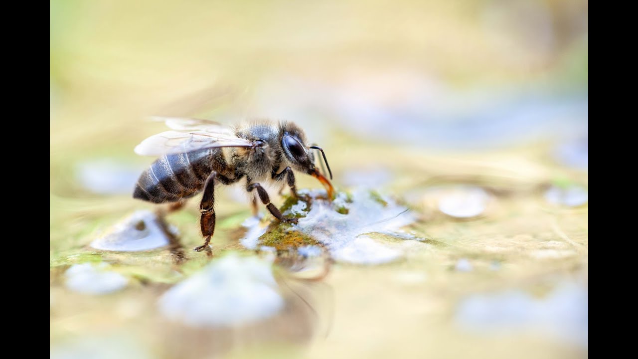 Banale exception, une journée avec l'Apis Mellifera Unicolor.