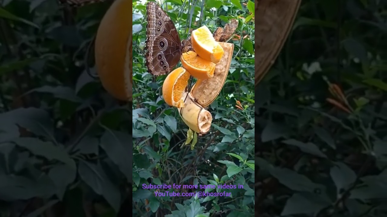 Island Mainau Germany جزیره مایناو آلمان