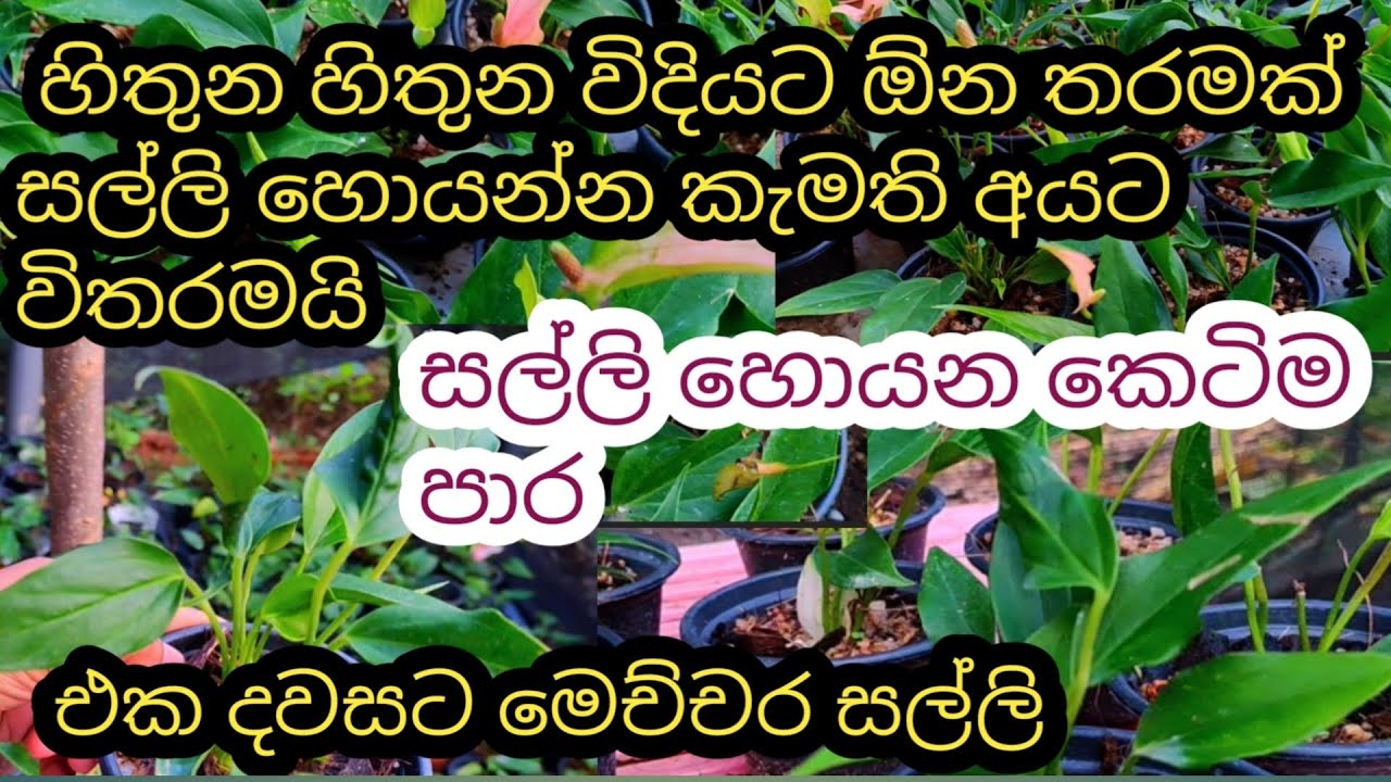 මේක කලොත් සල්ලි ප්‍රශ්න ආයේ එන්නේ නෑ || ඕන කෙනෙක්ට කරන්න පුලුවන්