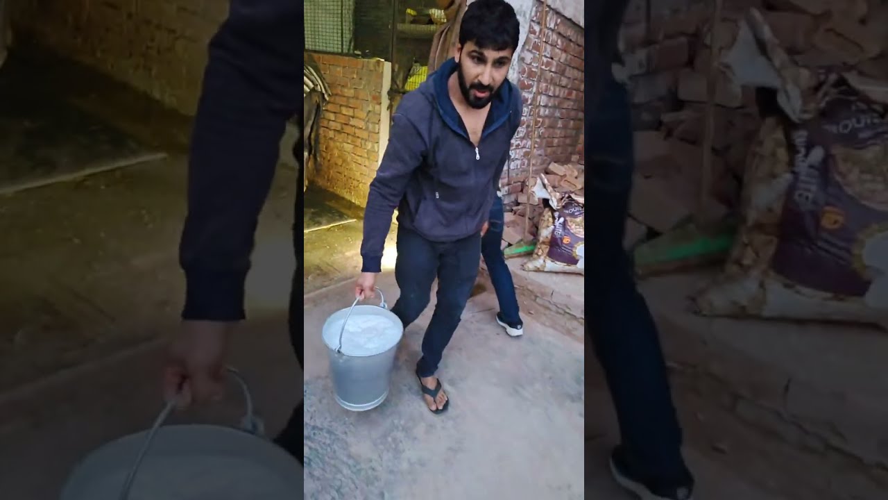 Yashveer Dhull Buffalo Live Milking || 1st Time || 9996605099