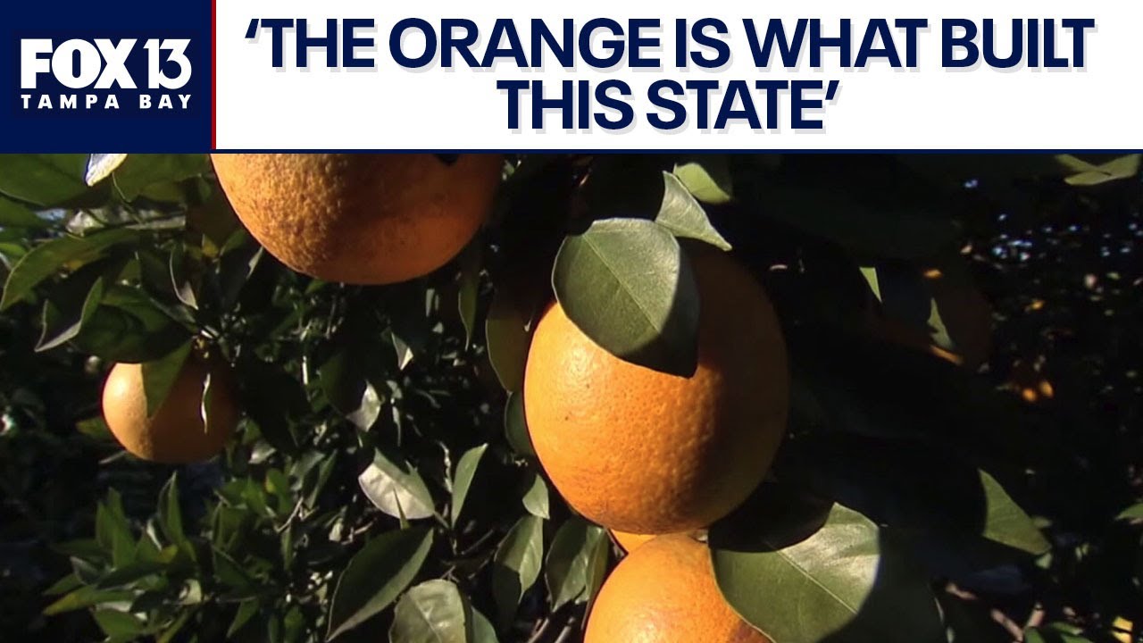 Florida citrus production at its lowest in more than a century