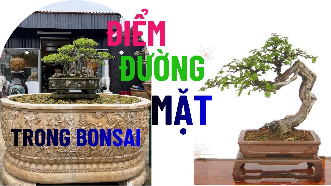 Khám Phá “Điểm – Đường – Mặt” Trong Bonsai: Bí Quyết Tạo Hình Đầy Thần Vận#nghethuatbonsai