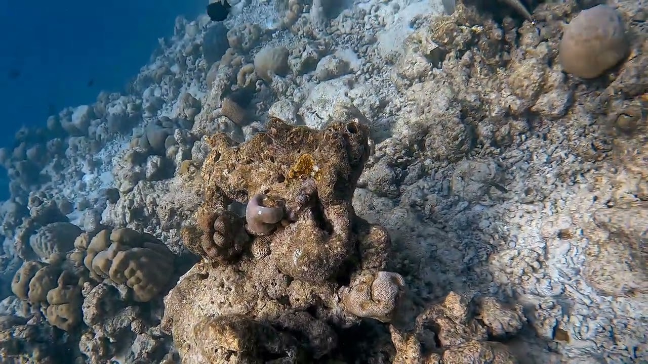 Kudafushi Maldives housereef snorkeling on October 29th 2025 morning