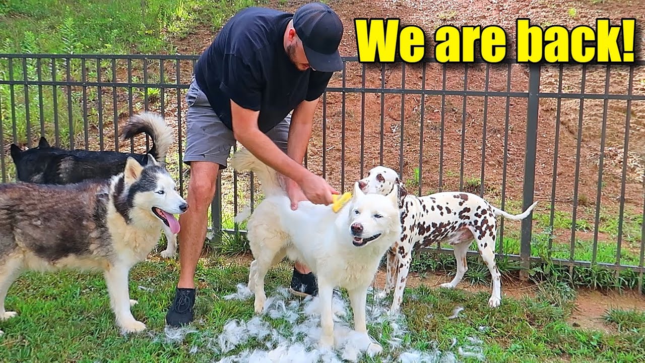 We are back! My dogs update
