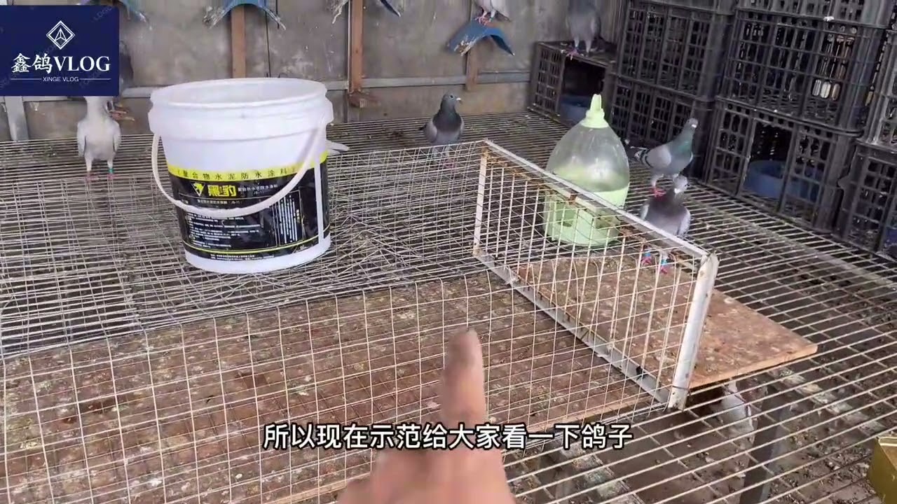 鸽子天落成灾，手把手教你十几块钱制作，天落抓不完