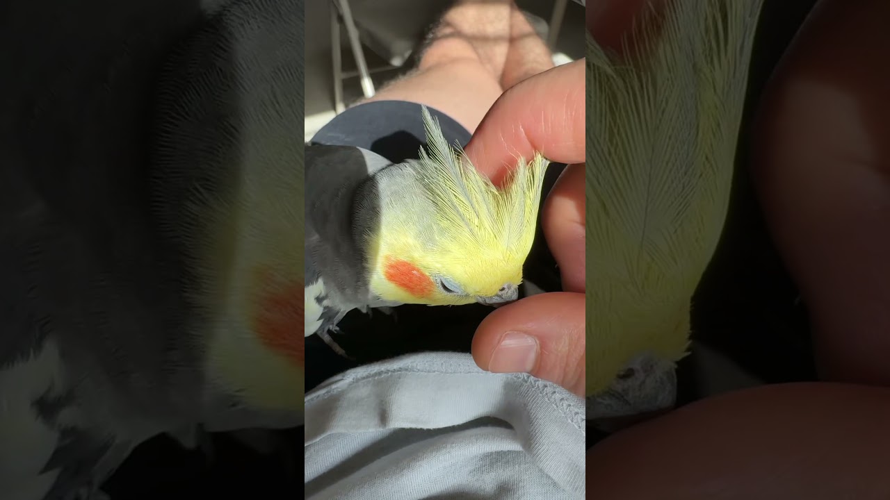 Morning head rubs #konacam #headrubs #parrotlife #cockatiel