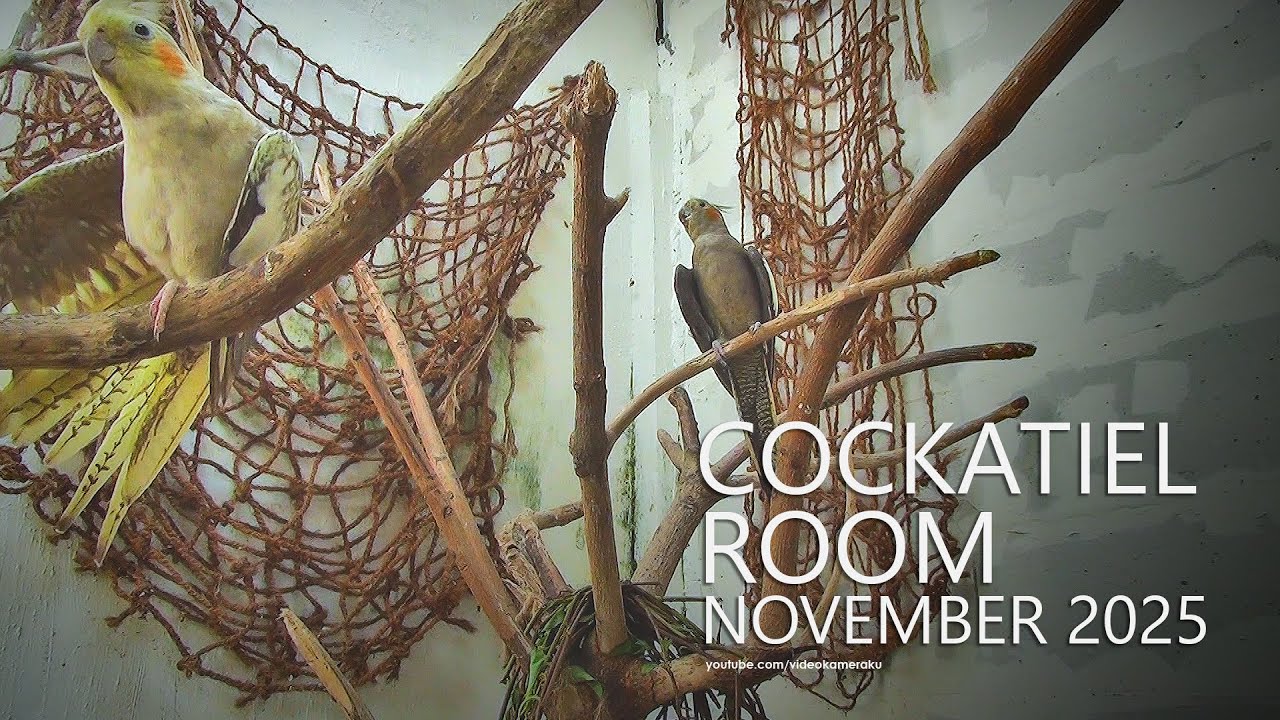 Cockatiel Room: November 2025, Part 1b