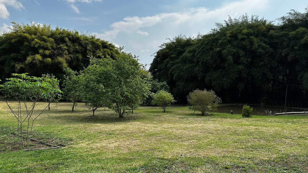 Chácara de 5.000 mts | ESCRITURA | 2 lagos | Pomar | Casa ampla | 12 km de Cambuí MG