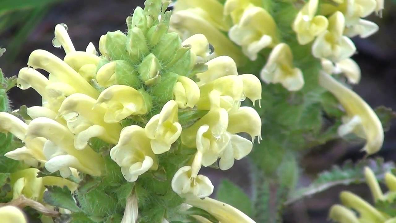 Spring Wildflowers at Wolf Road Prairie: Wood Betony, Solomon's Seal, Golden Alexanders