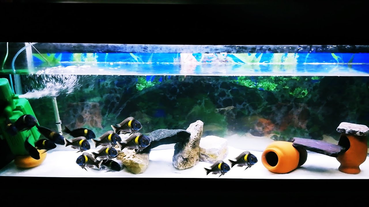 Tropheus Duboisi Maswa - Aşk Yuvası