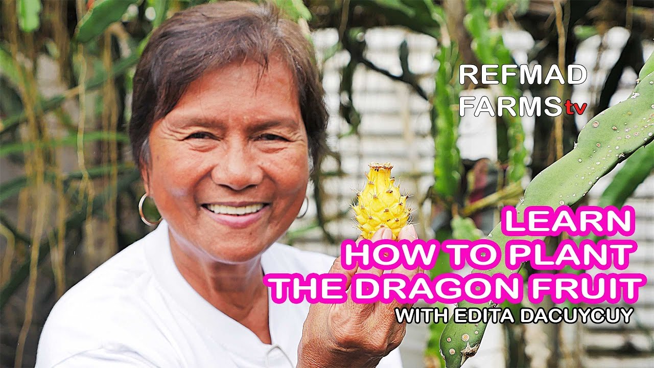 UNA DEKADA  Planting the Dragon Fruit Cactus HD