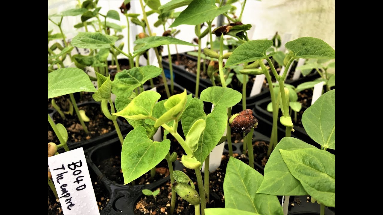 Beans and peas, how to germinate them well, did you do it right?