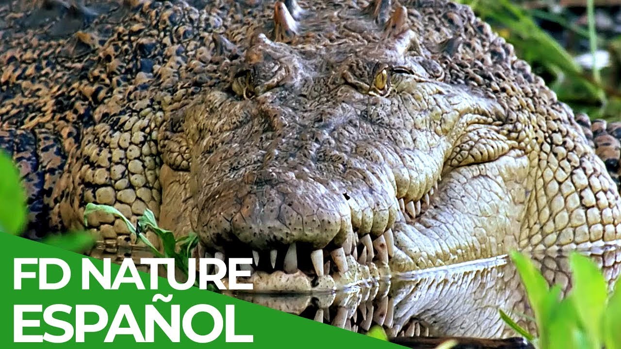 Carrera por Vivir | Episodio 1: Supervivencia del más Apto | Free Documentary Nature - Español