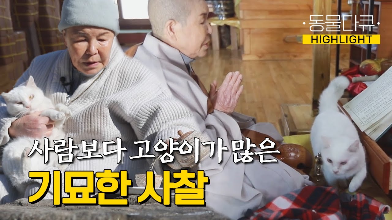[동물극장 유튜브 오리지널] 인생은 인연의 연속, 스님과 절냥이들의 묘한 인연 🐈 l The strange relationship between monks and wild cats
