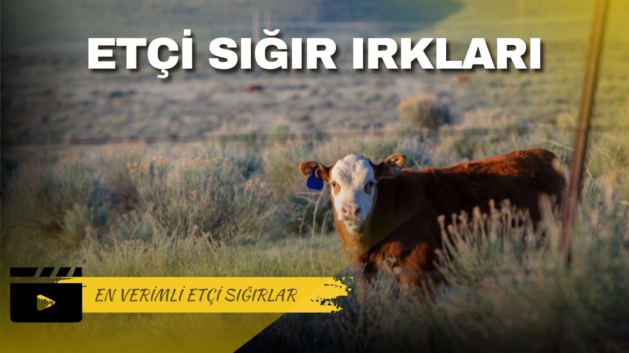 Et&ccedil;i Sığır Irkları | En İyi Et Verimi İ&ccedil;in Hangi Irkları Se&ccedil;melisiniz?