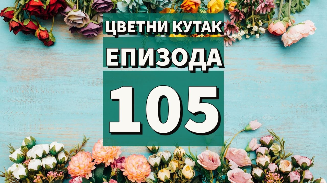 Cvetni kutak ep. 105 11.11.2021. Ožiljavanje lovor višnje, rasadnik MAVM, solanum, Beogradski sajam