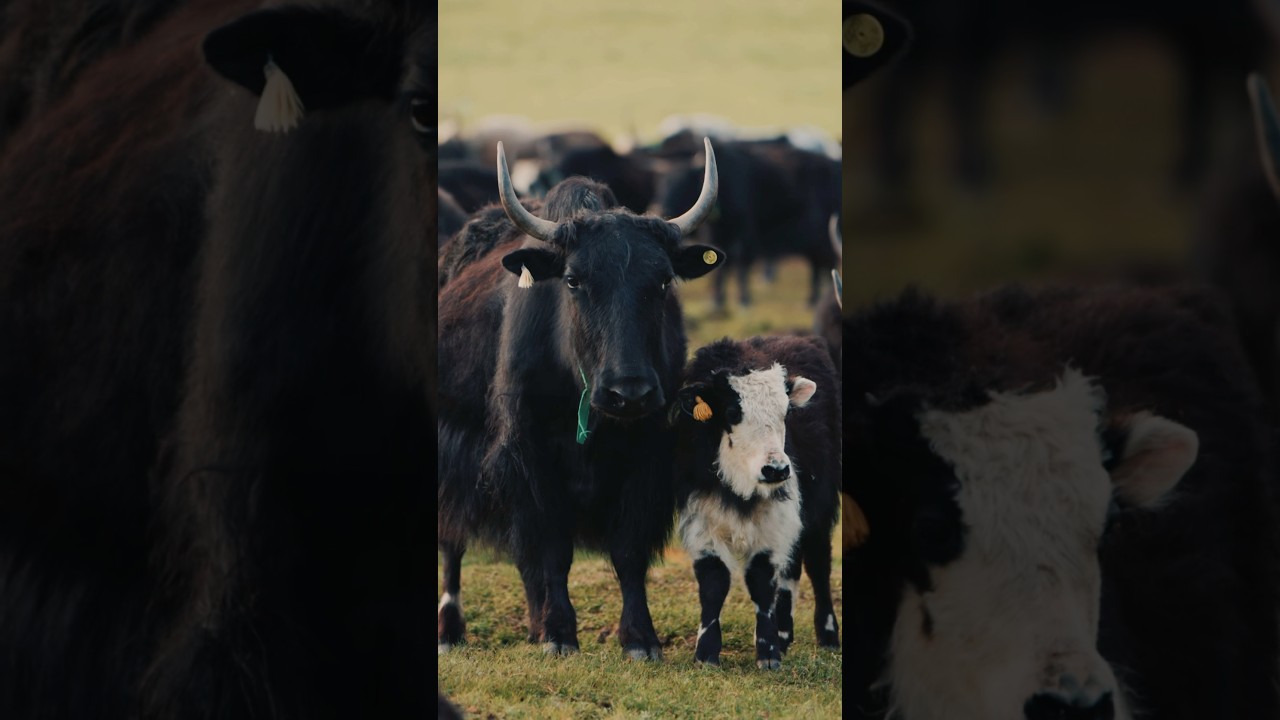 HIDDEN EAST🐮Yak Herds