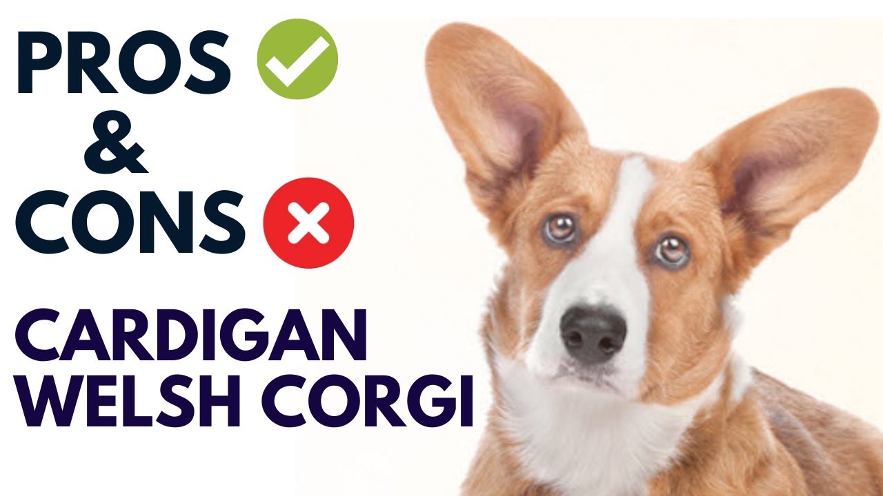 Cardigan Welsh Corgi Breed Pros and Cons | Cardigan Welsh Corgi Advantages and Disadvantages