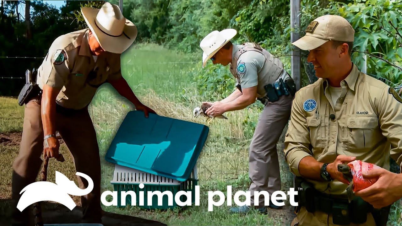 Tres veces en que guardianes han rescatado animales | Guardianes de Texas | Animal Planet