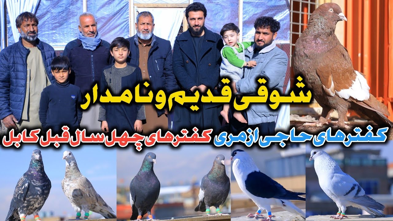 کفترهای اصیل40سال قبل کابل|شوقی قدیم ونامدار|زحمات وتلاش پدر کلان ونواسه در اصلاحات کفتر|عمر یک کفتر