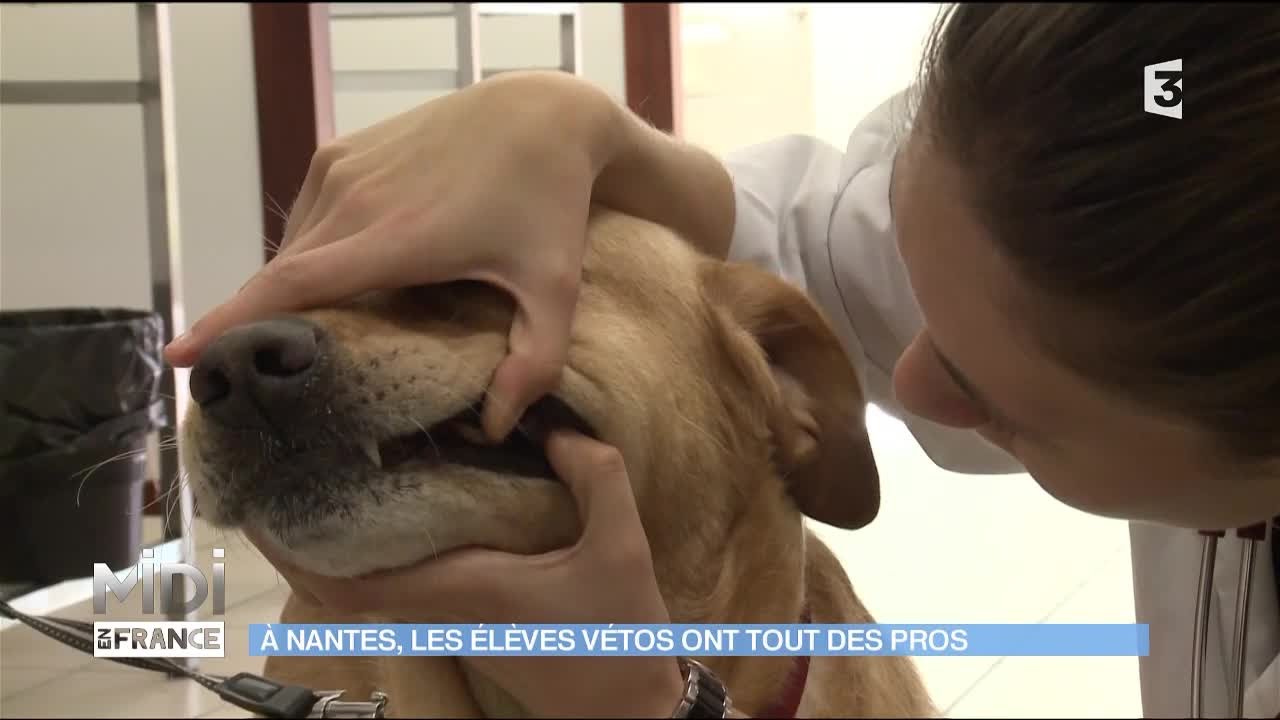 A Nantes, les élèves vétos ont tout des pros