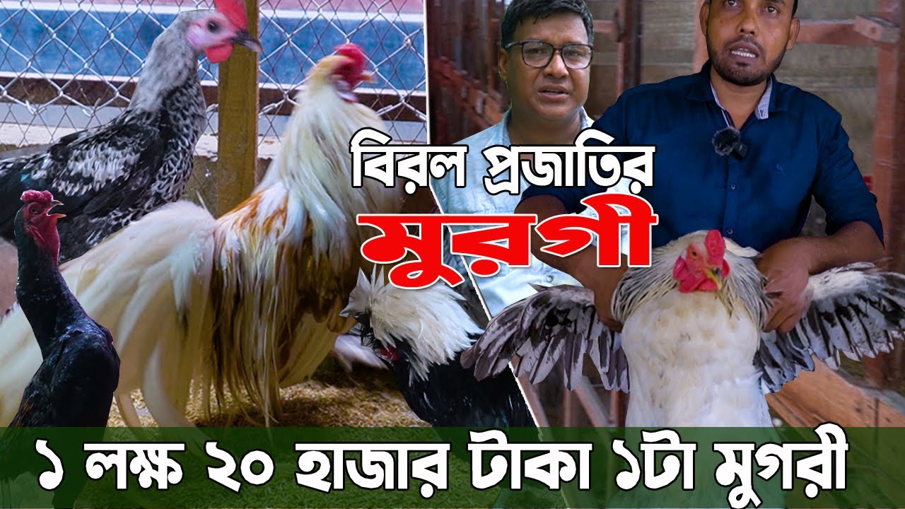 বিশ্বের সব থেকে দামি সুন্দর ৯০ টি বিরল প্রজাতির বিদেশী মুরগী এখুন বাংলাদেশে রাজবাড়িতে