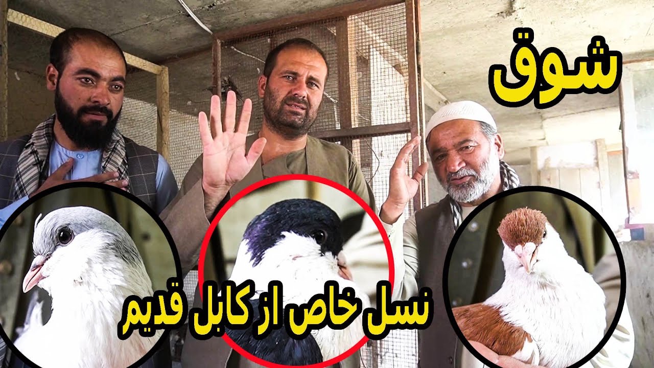 کفترهای چوچگیر از لالا چهارده تقدیم شما