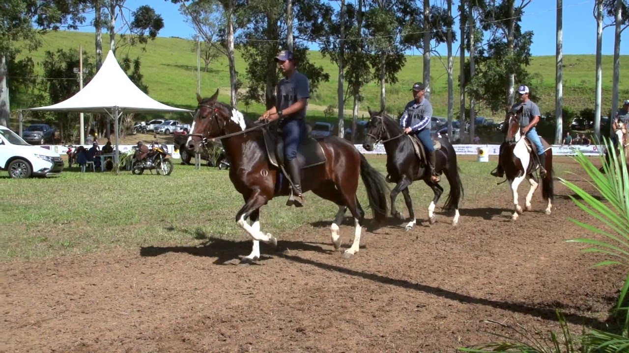 Treinamento do Cavalo Para Prova de Marcha