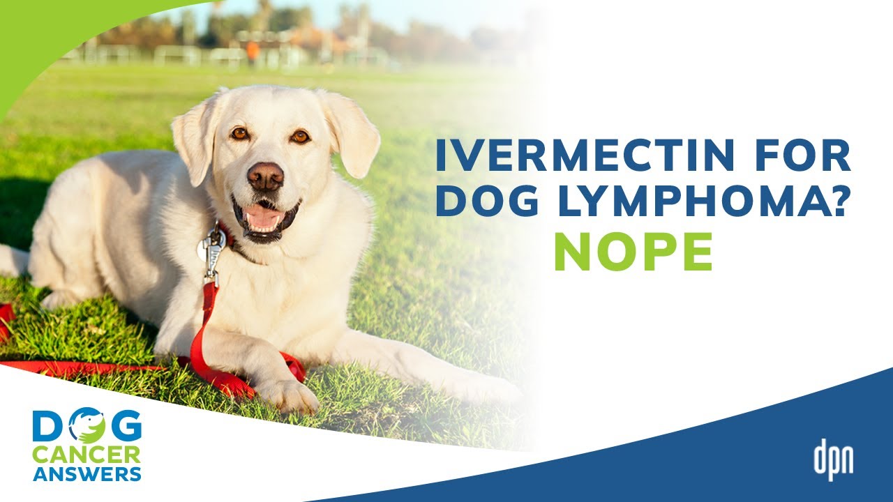 Ivermectin for Dog Lymphoma? Nope | Dr. Brooke Britton