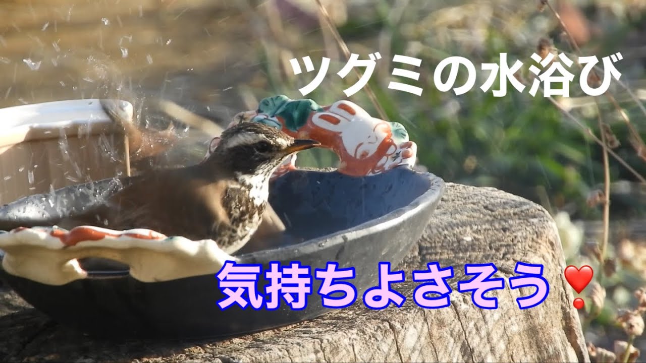 まるおの母　まるこの宿根草と低木の庭　2026 03 16 日差しは暖かいけど、今日も風が強くてスギ花粉飛びまくり〜😅ツグミは気持ちよさそうに水浴び。