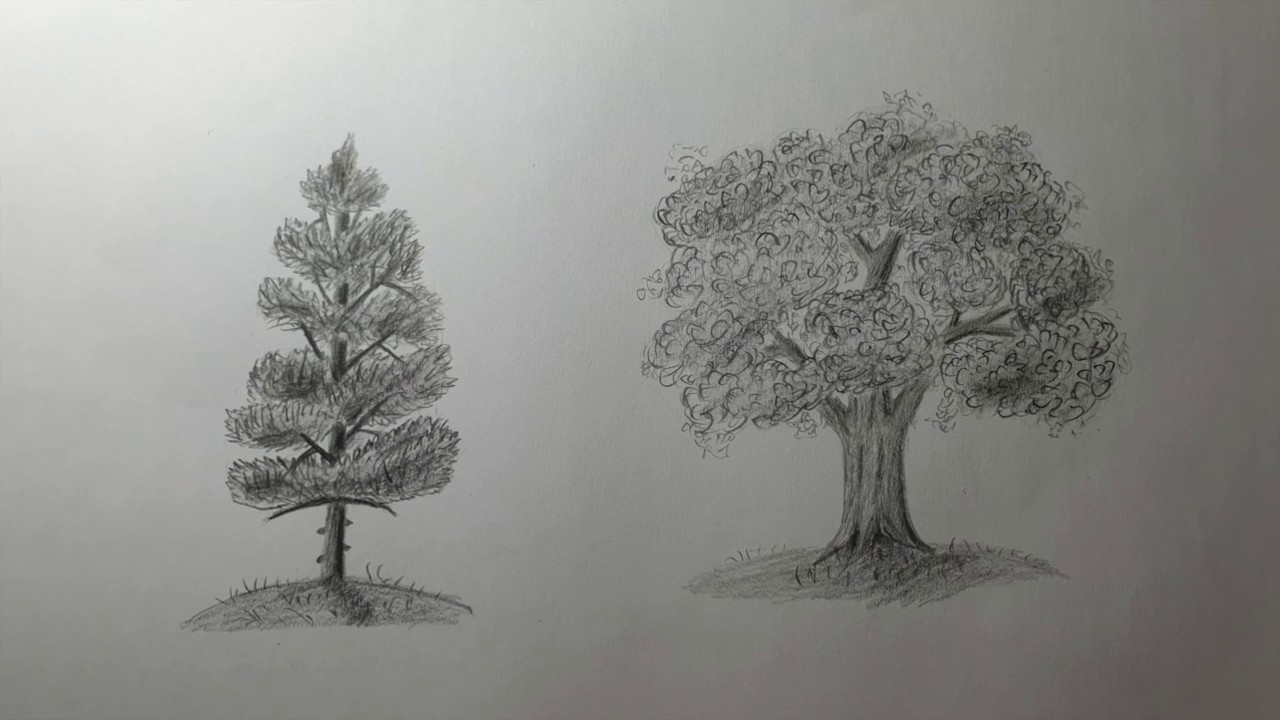 How to draw trees with pencil